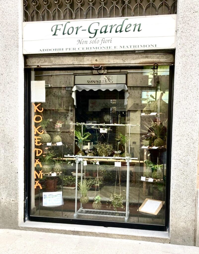 Vetrina con Kokedama in esposizione